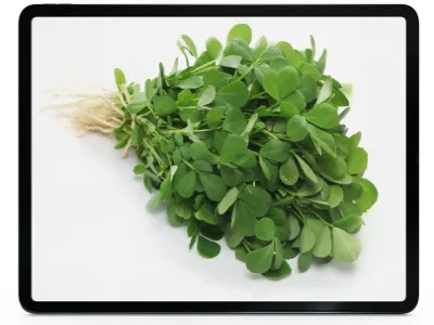 Fenugreek-.webp load=