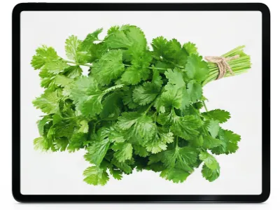 coriander.webp load=